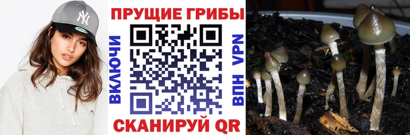 Галлюциногенные грибы мицелий  Благовещенск 
